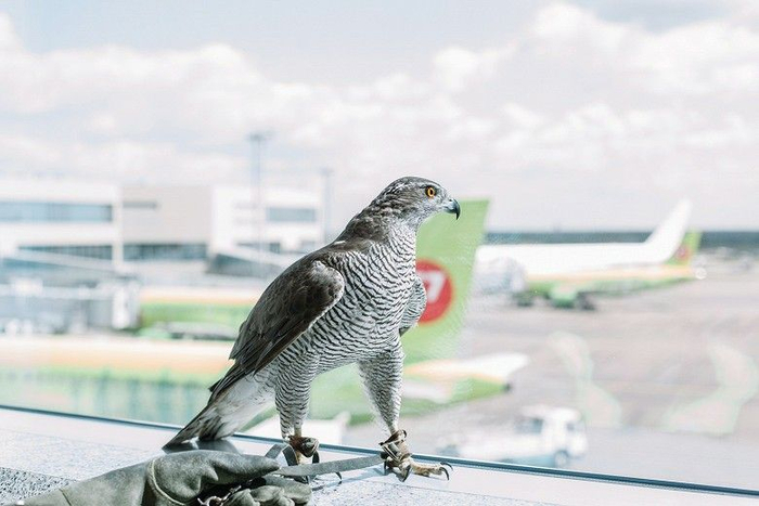 Такому красавчику не грех доверить безопасный полёт!