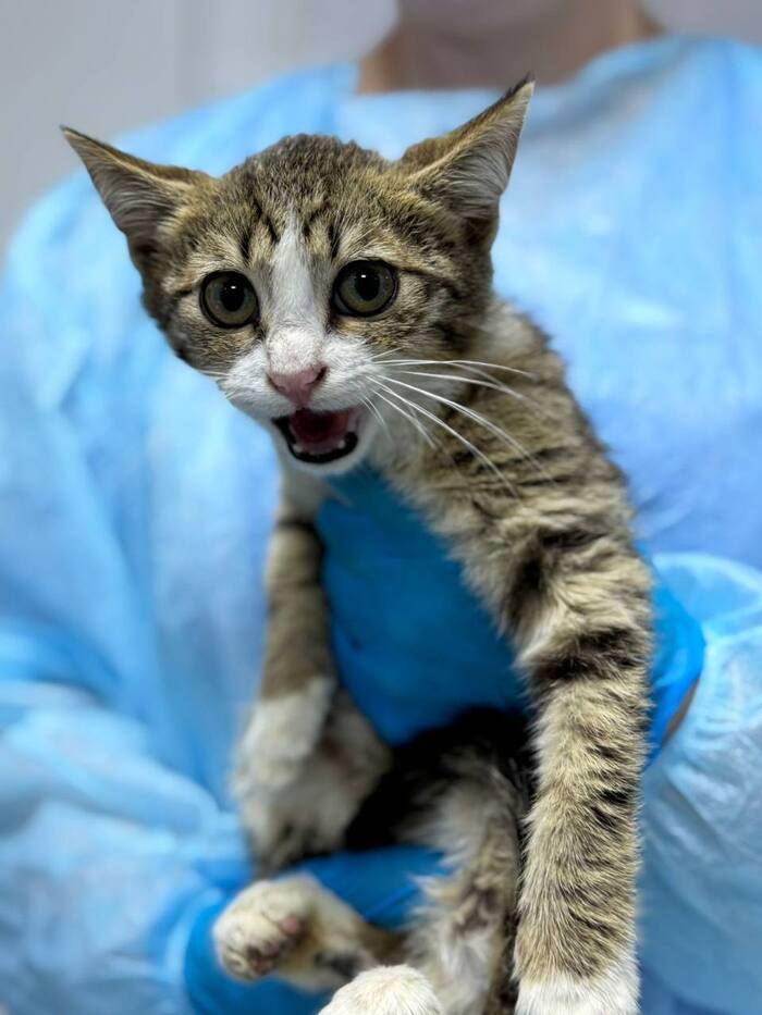 Котёнок Сулейман срочно ищет дом!