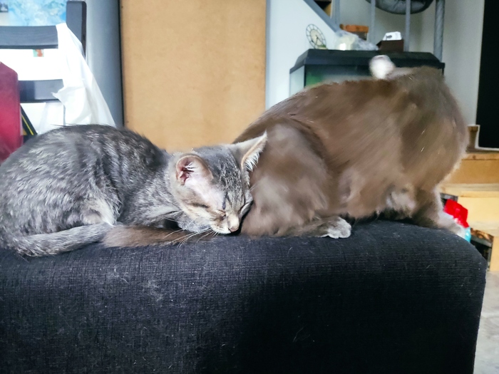 Мурзик ищет добрые руки