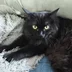Tyoma.cat