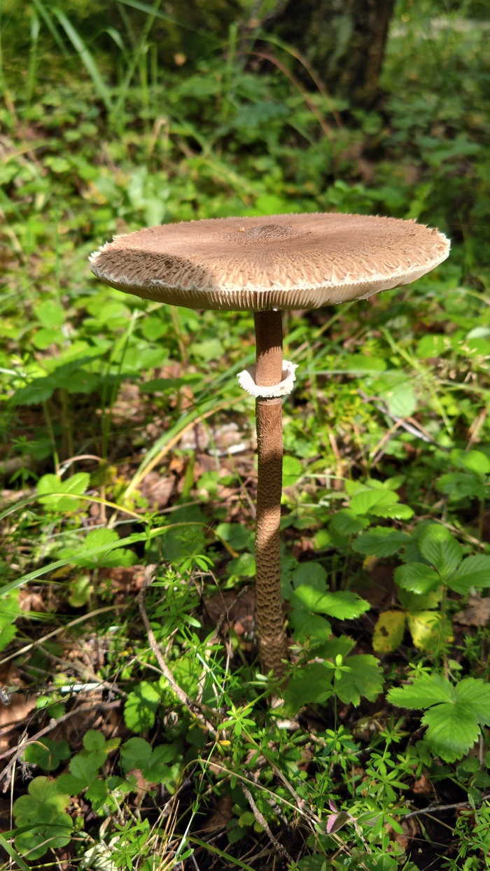 Гриб, просто гриб