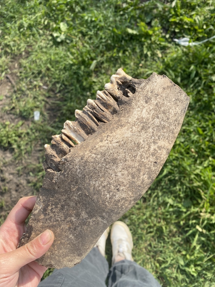 Ещё зюбы. Чьи-то.