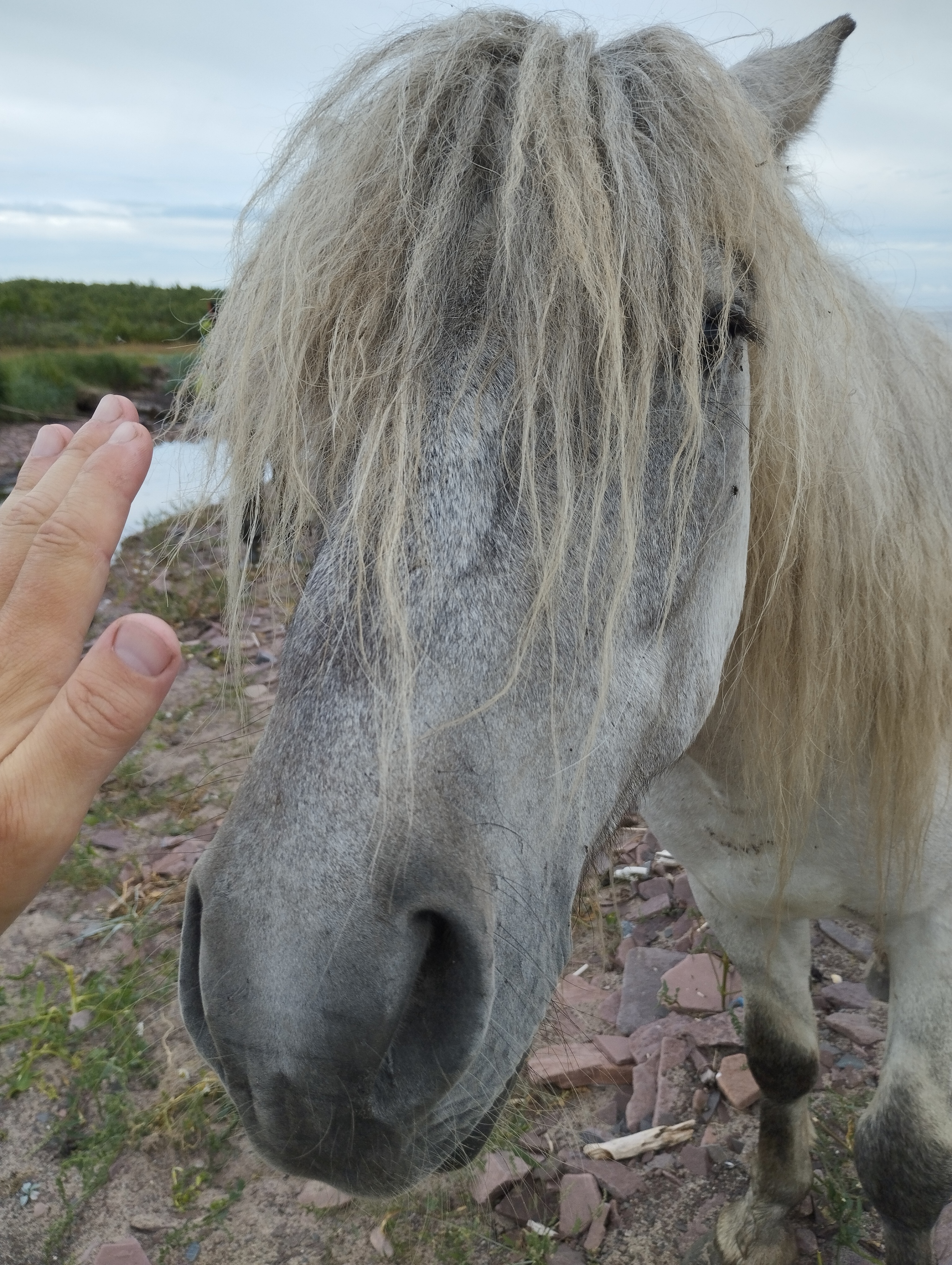 Response to the post The northernmost desert in the world: how people live in the village of Kuzomen on the edge of the Kola Peninsula - Kola Peninsula, Village, Nature, Yandex Zen (link), Reply to post, Yandex Zen, North, The nature of Russia, Longpost, wildlife, Travel across Russia