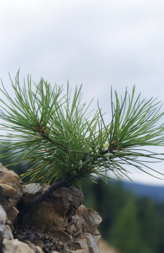 Кедровый стланик на скалах. Да, на нём тоже шишки могут расти. Одна, а то и две )))