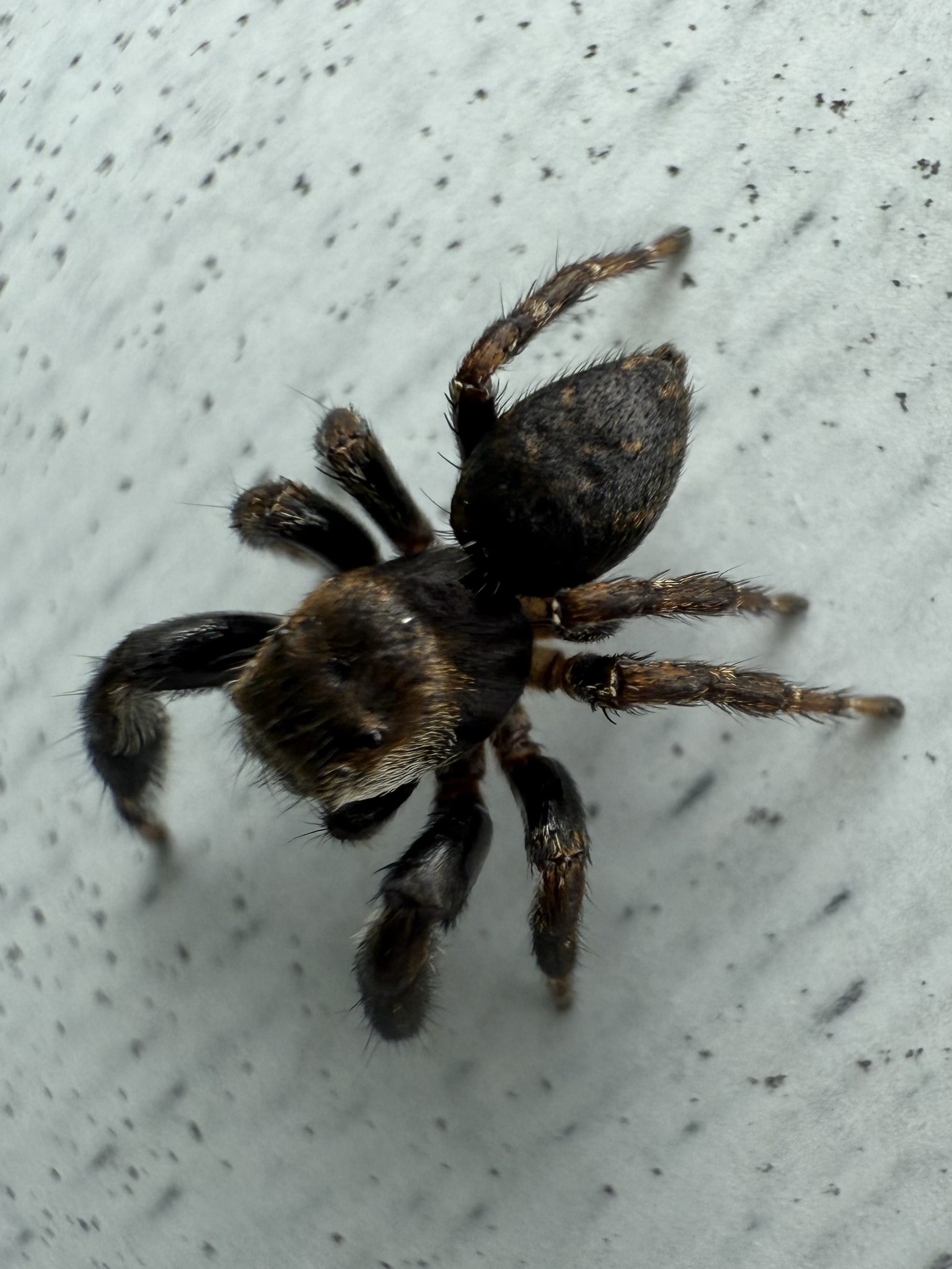 Spider - My, Arachnids, Spider, Moscow region, Text, Longpost