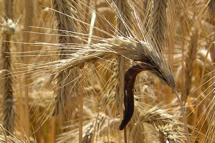 Это создание породило охоту на ведьм, и способствовало образованию Франции и Германии Биология, Дикая природа, Грибы, Спорынья, Длиннопост