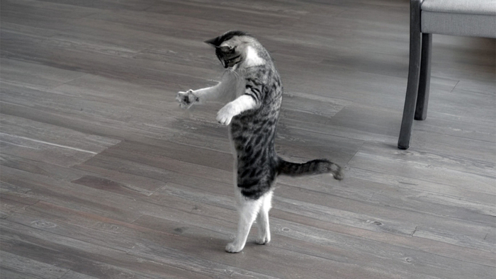 Ҹ  , , ,  , ,  ,  ,   (), 