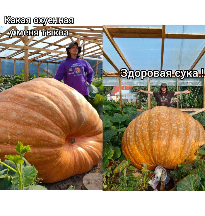       1000.  12 , , , ,  , , ,   ,  , 