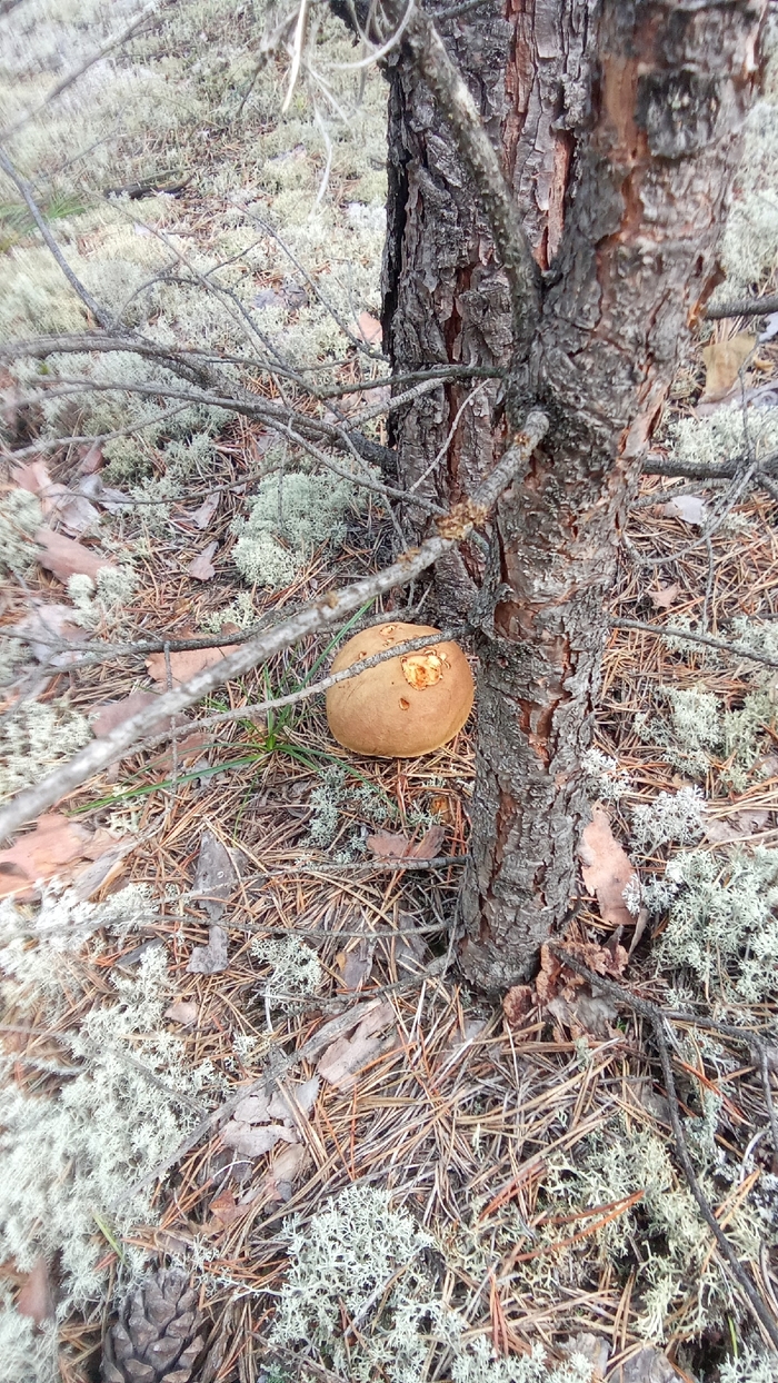 Гордый ореховик (?)