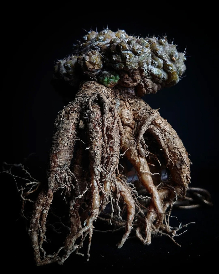 Copiapoa humilis ���������� ������������ ���������� ����� ��� �������� ���� � ����������� �������. 