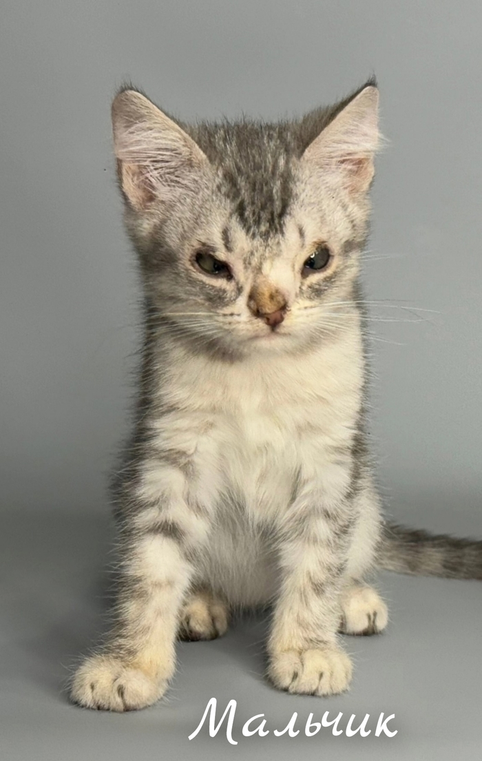 Кай (мальчик)