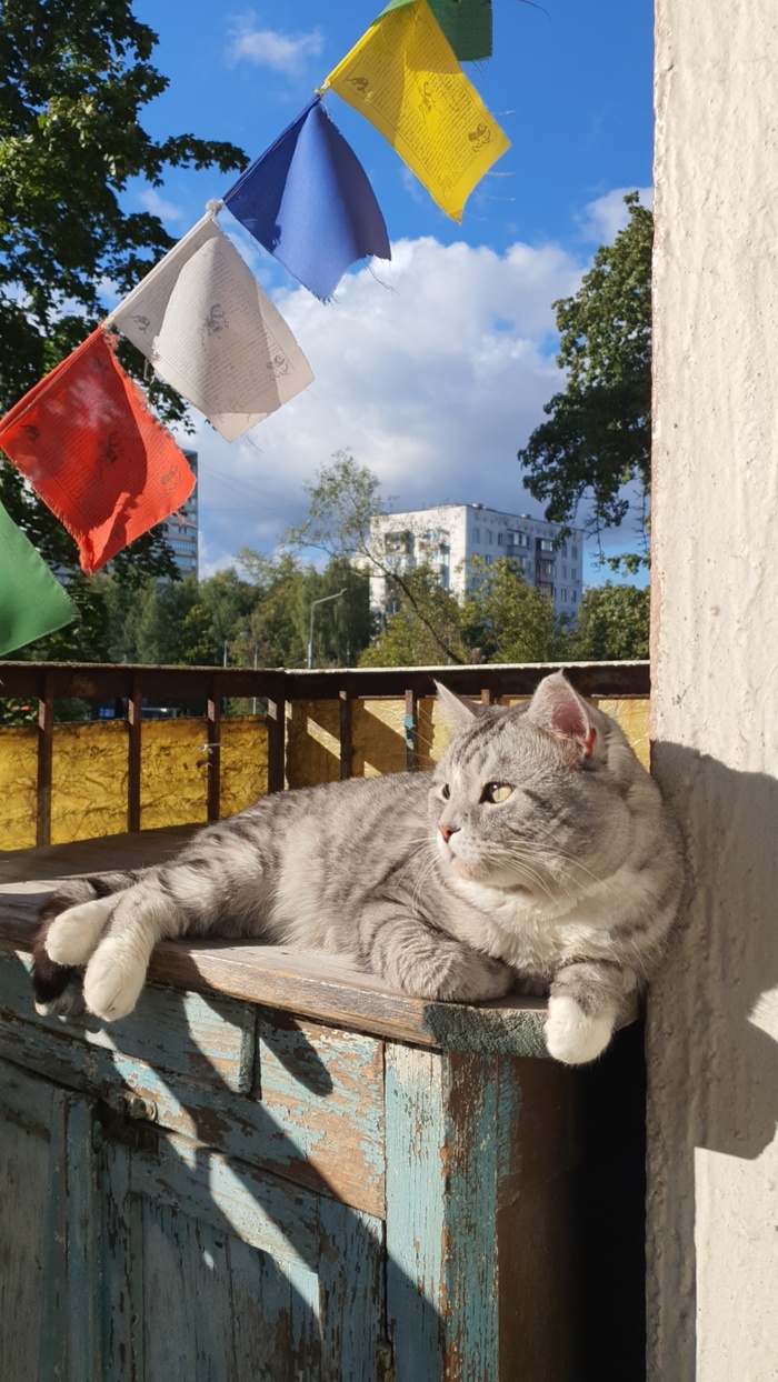 ����� ��������� ����