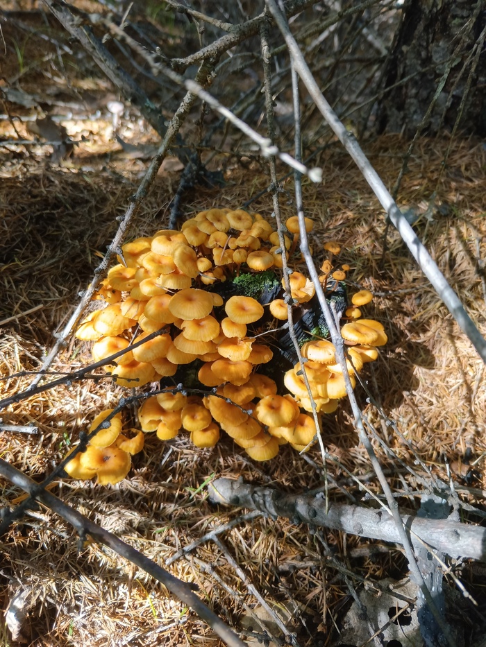    ,        &#x1F92D;    - ).