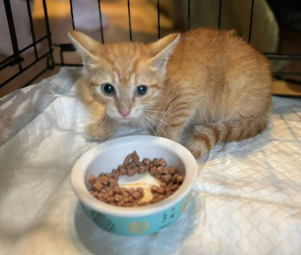 Котята из домов под реновацию срочно ищут дом!