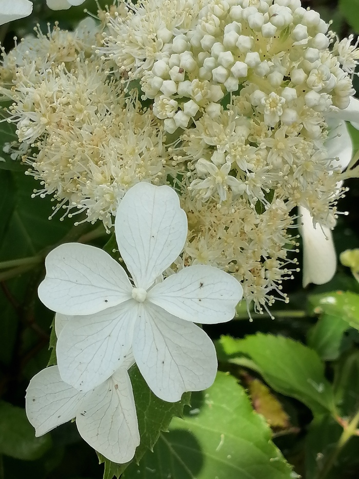 Август. Гортензия