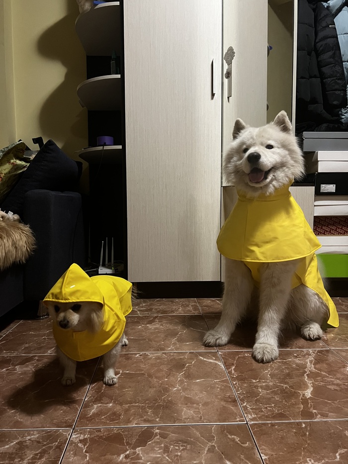 ��� �������