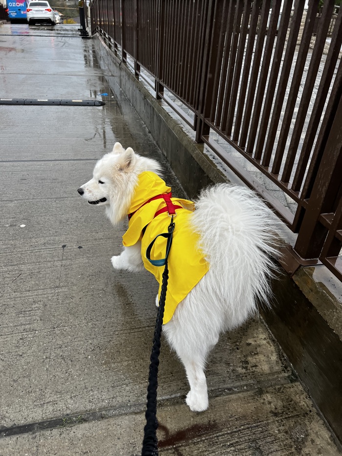 ��������� ����