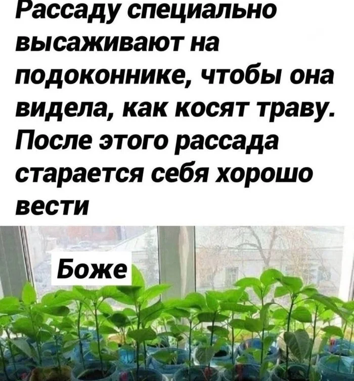 Во как Рассада, Юмор, Картинка с текстом, Мемы, Реферальная ссылка, Реклама