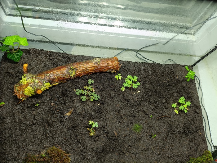 Тропический лес от начала до сегодняшнего дня Растения, Проект, Тропики, Лес, Длиннопост