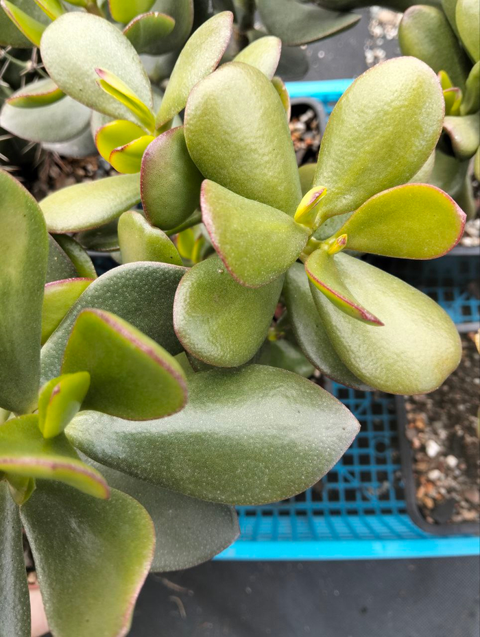  Obliqua    Ovata , ,  , ,  , Telegram (),  ()