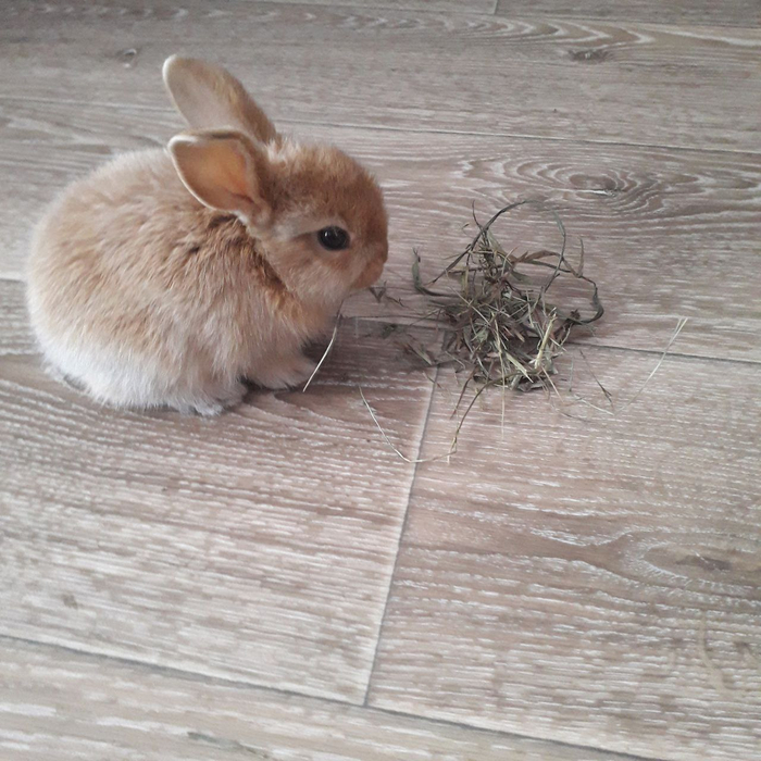 Утютютютютю