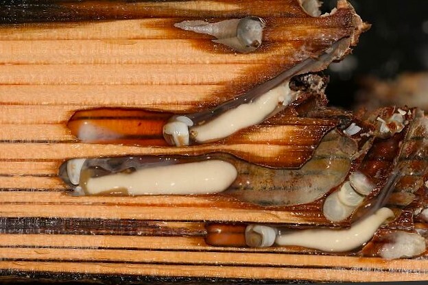 Пролежали на дне сотни лет и почти не сгнили. Почему в Балтийском море затонувшие деревянные корабли хорошо сохранились?