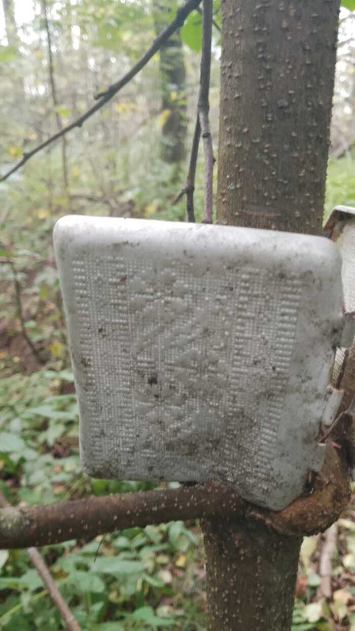 Тихая охота. Опята Грибы, Тихая охота, Отдых на природе, Опята, Своими руками, Грибники, Длиннопост