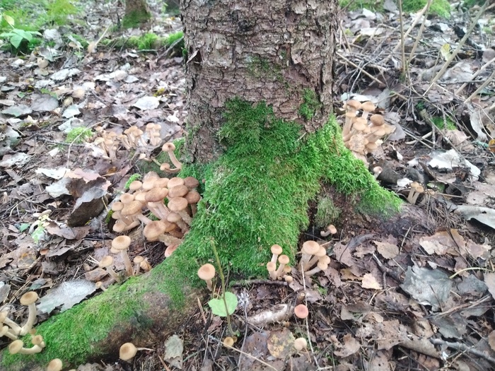 Грибалка Грибы, Тихая охота, Азарт, Длиннопост