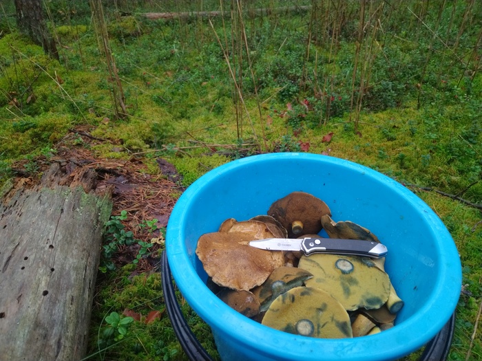 Грибалка Грибы, Тихая охота, Азарт, Длиннопост