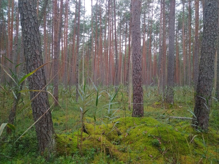 Грибалка Грибы, Тихая охота, Азарт, Длиннопост