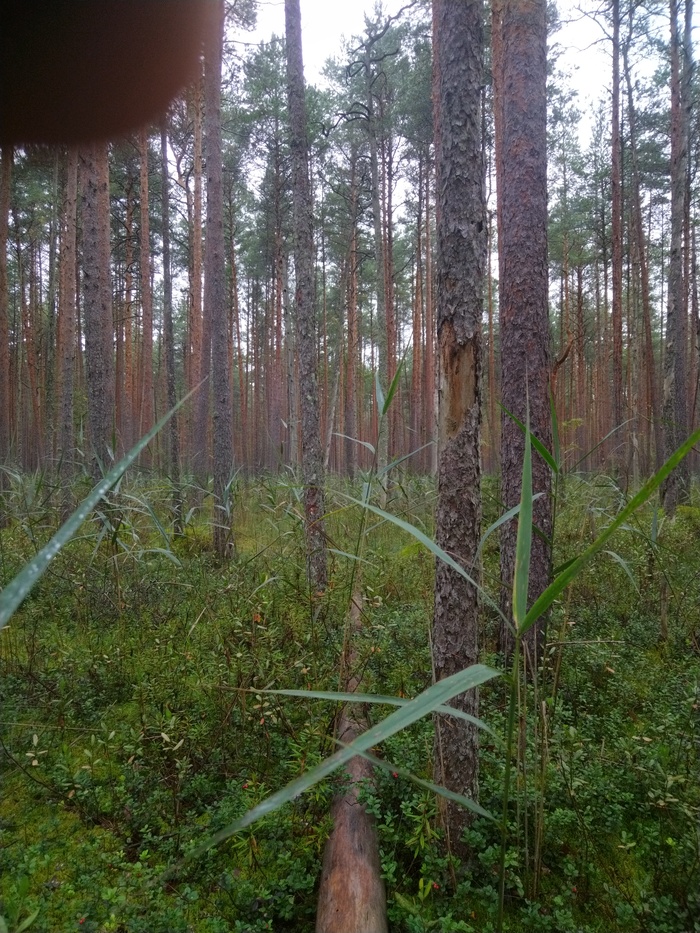 Грибалка Грибы, Тихая охота, Азарт, Длиннопост