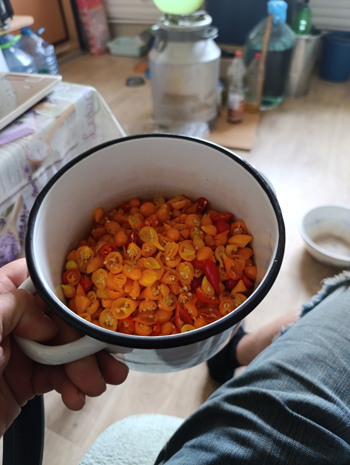 Ну и фото слабоострых Бикиньо перед маринованием. Если халапеньо для вас слишком острые, то эти должны быть в самый раз. Однако, их сбор и нарезка - та ещё морока - слишком уж мелкие