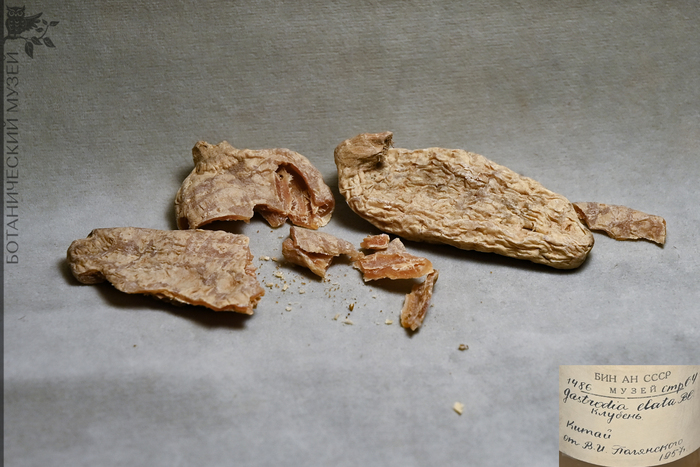 Клубни пузатки высокой, привезенные в 1957 году из Китая В.И. Полянским. Из коллекции экономической ботаники Ботанического музея БИН РАН.