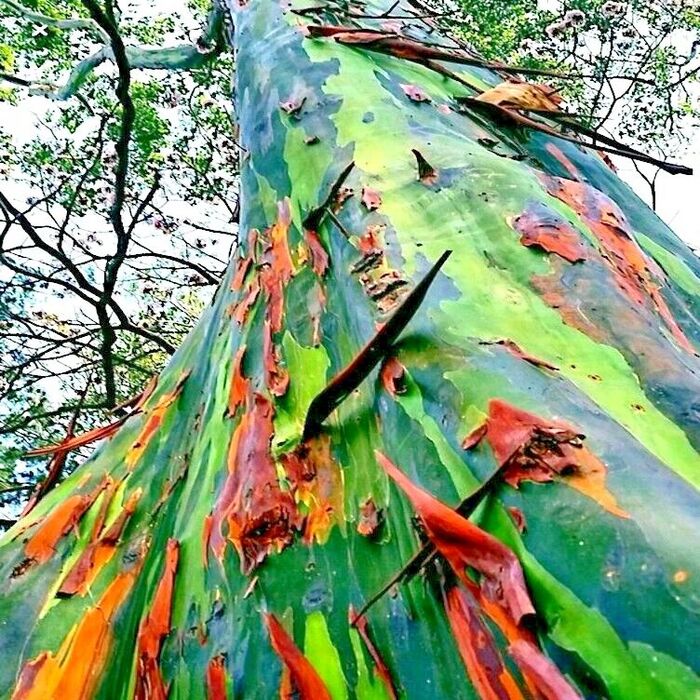       ,   ,  -.    <!--noindex--><a href="https://pikabu.ru/story/raduzhnyiy_yevkalipt_13169089?u=http%3A%2F%2Febay.com&t=ebay.com&h=1dcdd0e54375a1b8df70e49909ff48de246bfef1" title="http://ebay.com" target="_blank" rel="nofollow noopener">ebay.com</a><!--/noindex-->.