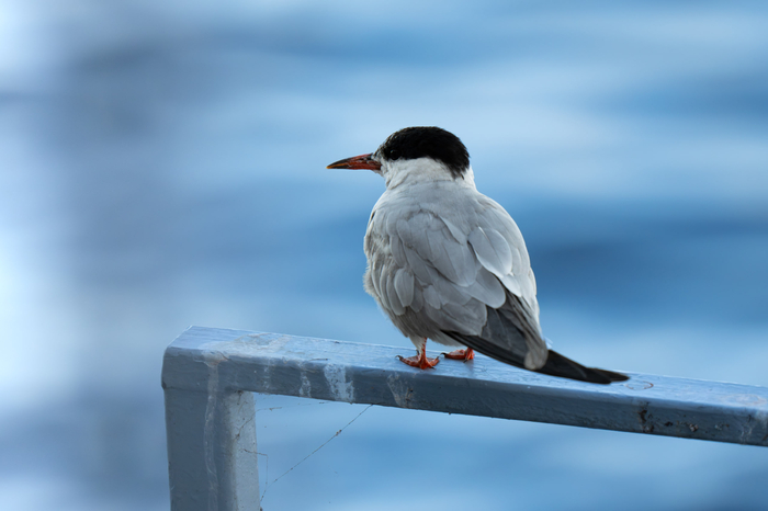   (. Sterna paradisaea)         , ,  ,  , , ,  , Sony, 