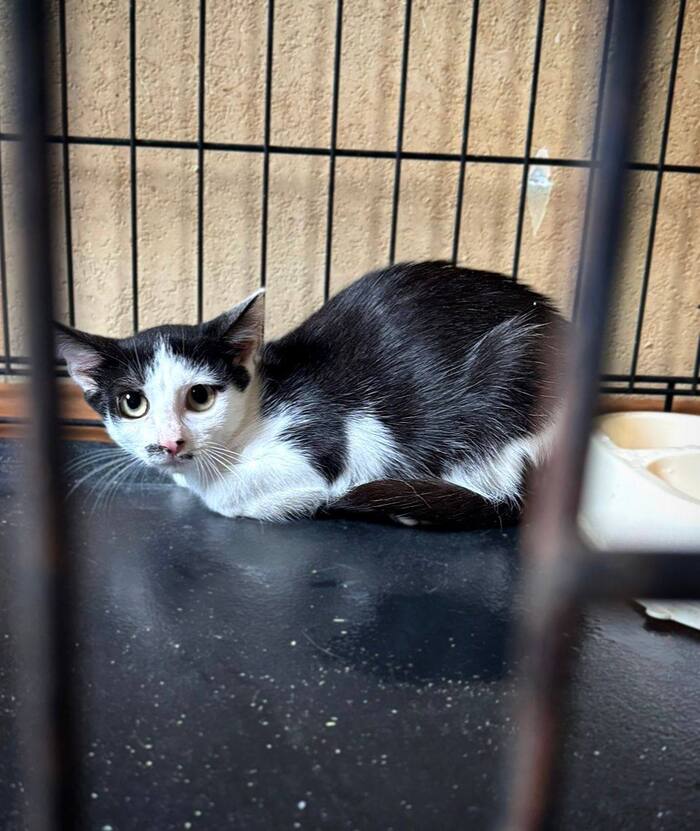 Печальная котенок девочка с усиками ищет дом!