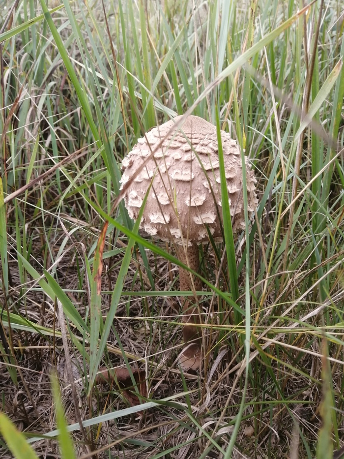 Грибное Грибы, Лес, Природа, Длиннопост