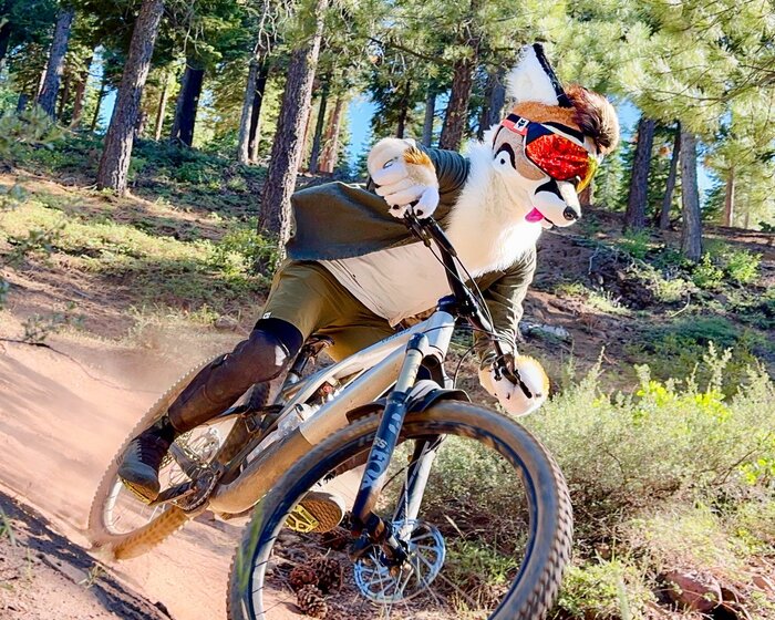    ,      , , , Furry Canine, Furry Fox