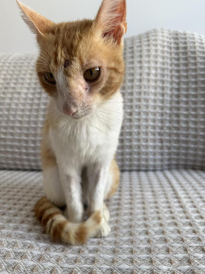 Рыжий просто элегантно сидит