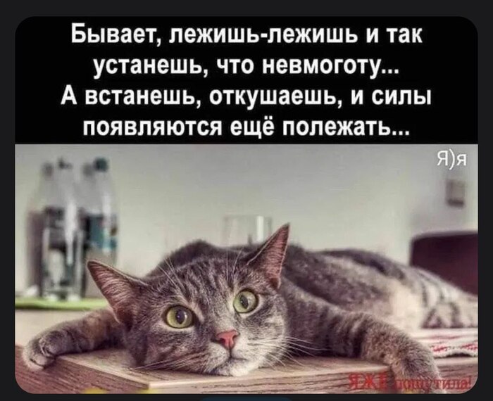 ... ,   , Telegram (), ,   