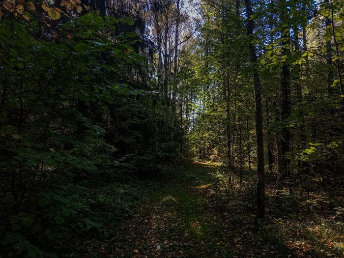 Пост 3591 Кот, Музыка, Фотография, Telegram (ссылка), Видео, Длиннопост