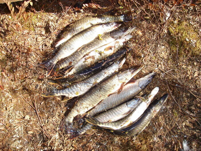 Щуки пойманные автором статьи