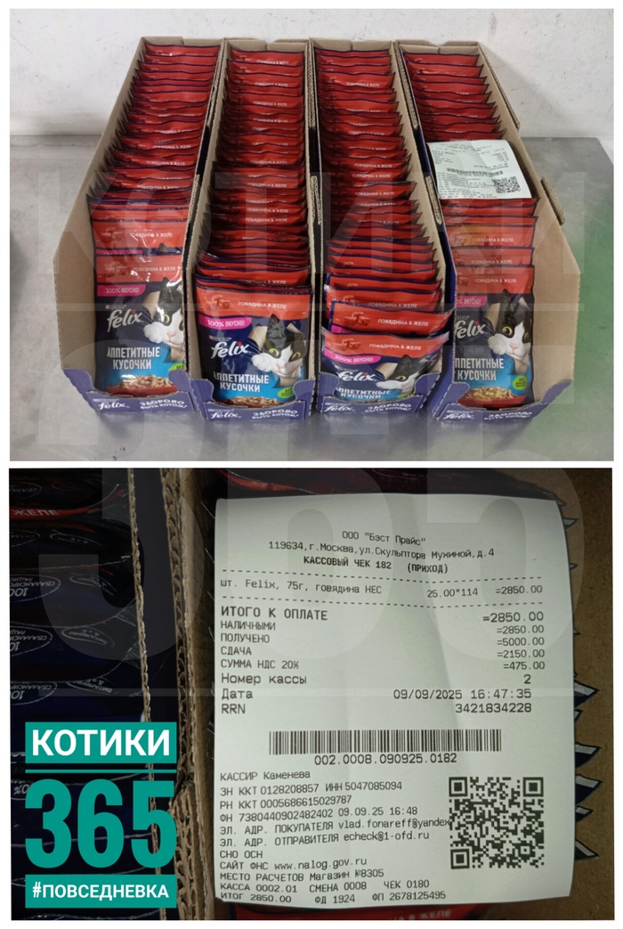 Оливка 09.09.2025 Кот, Пушистые, Приют, Кошатники, Бездомные животные, Длиннопост