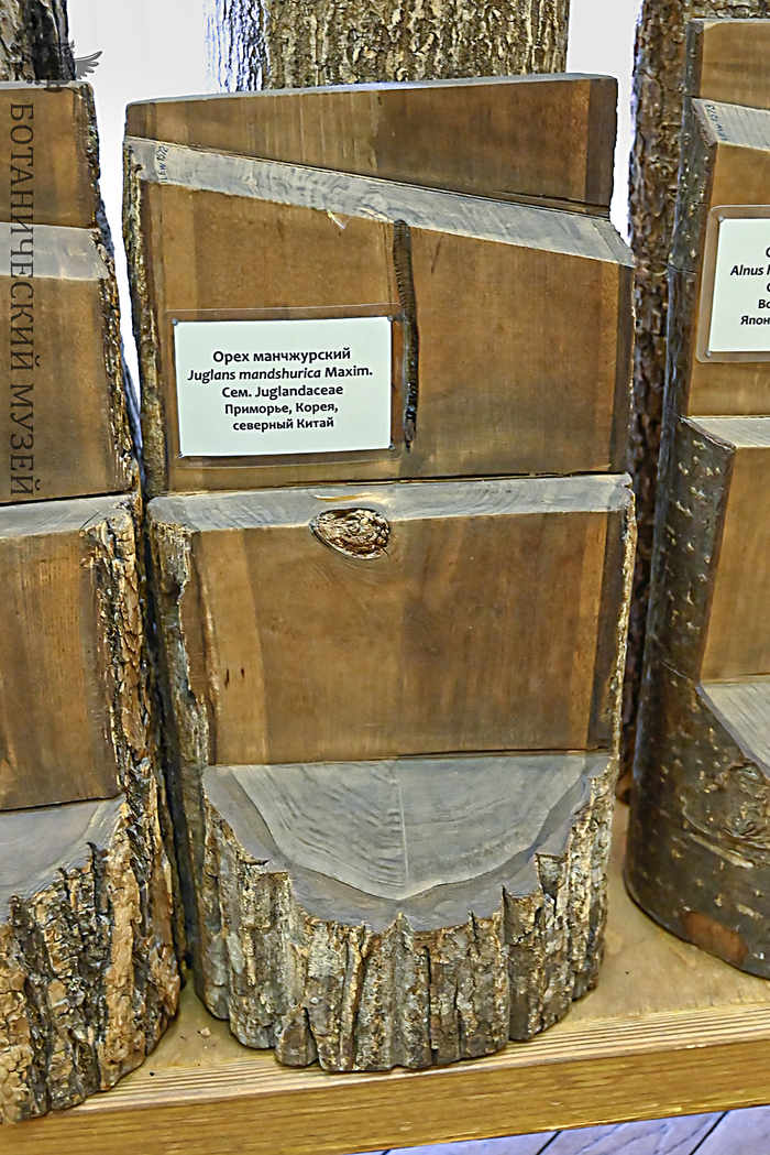 Часть ствола маньчжурского ореха. Из экспозиции Ботанического музея БИН РАН. 