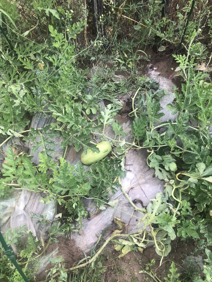 Торпедный арбуз среднеспелого сорта Чарльстон Грей. Завязался после того, как ранние арбузы собрали