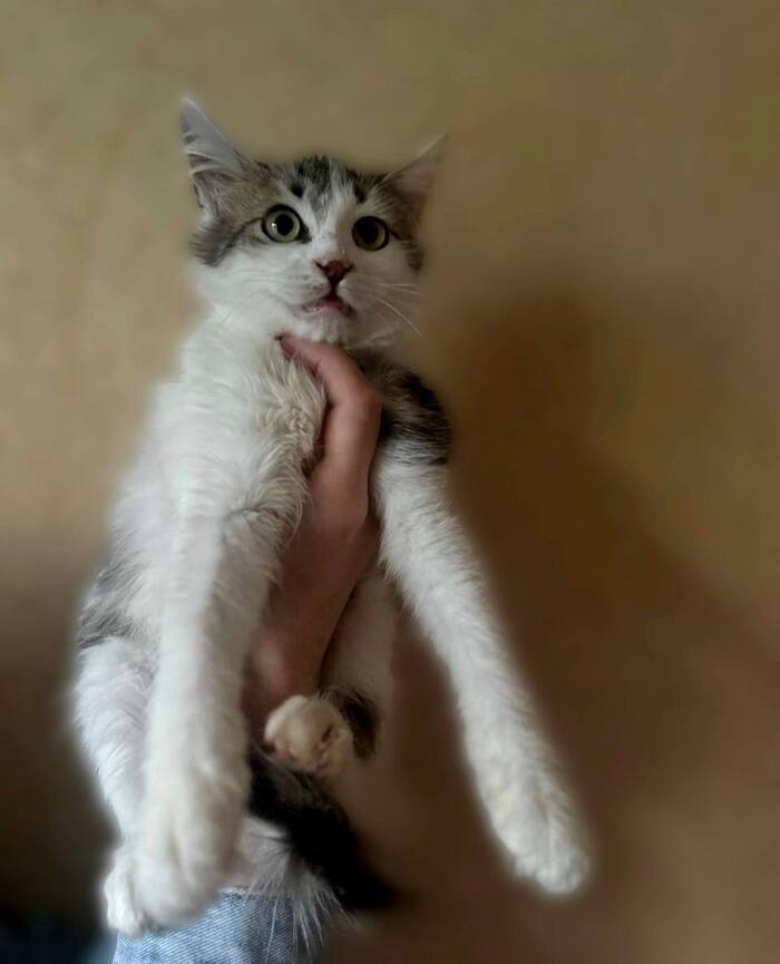 Котенок девочка из пустой квартиры ищет семью!