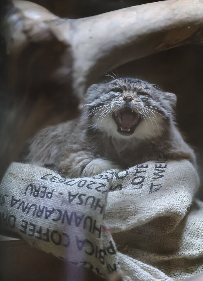 !!! !!!  ,  ,  , ,  , 