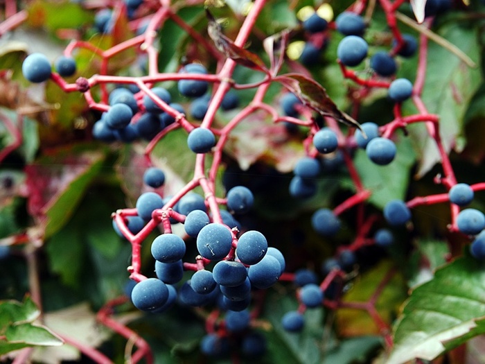Девичий виноград пятилисточковый (Parthenocissus quinquefolia).