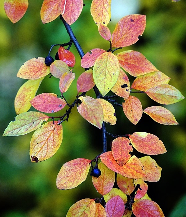 Кизильник войлочный (Cotoneaster tomentosus).