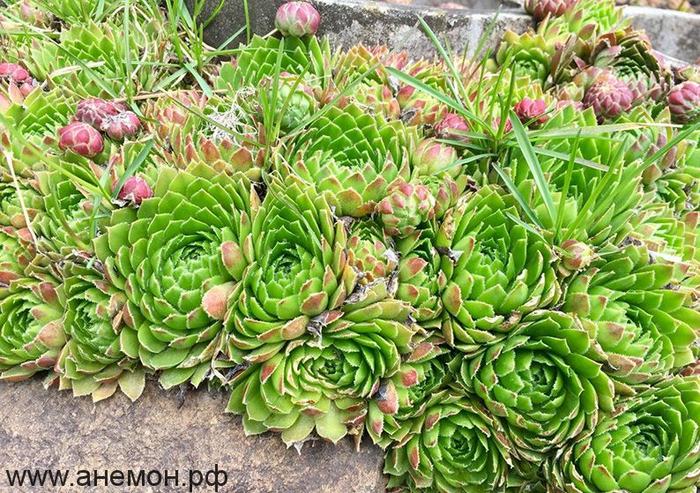 Фото <a href="https://pikabu.ru/story/godnaya_krovlya_dlya_domika_khobbita_13175472?u=https%3A%2F%2F%D0%B0%D0%BD%D0%B5%D0%BC%D0%BE%D0%BD.%D1%80%D1%84%2Fgoods%2F%25D0%259C%25D0%25BE%25D0%25BB%25D0%25BE%25D0%25B4%25D0%25B8%25D0%25BB%25D0%25BE-%25D0%259A%25D1%2580%25D0%25BE%25D0%25B2%25D0%25B5%25D0%25BB%25D1%258C%25D0%25BD%25D0%25BE%25D0%25B5&t=%D0%BE%D1%82%D1%81%D1%8E%D0%B4%D0%B0&h=1700db2c818ce34217a645c10471c41fe44a9d65" title="https://анемон.рф/goods/%D0%9C%D0%BE%D0%BB%D0%BE%D0%B4%D0%B8%D0%BB%D0%BE-%D0%9A%D1%80%D0%BE%D0%B2%D0..." target="_blank" rel="nofollow noopener">отсюда</a>